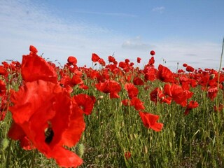 Barco casa Ribnitz-Damgarten Entorno 36