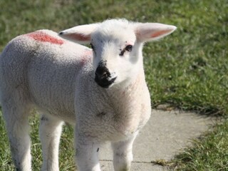 Ferienhaus Nordstrand Umgebung 21
