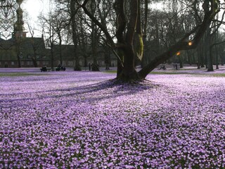 Krokusblüte Schlosspark Husum