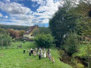 Laufenten und Garten hinter dem Haus