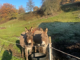 Unsere Esel Emma und Benjamin