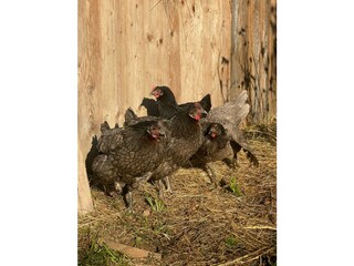 Unsere Hühner beim Sonnenbad