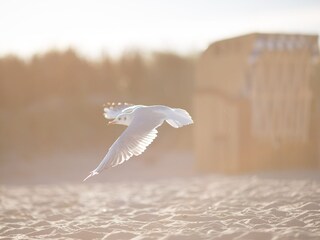 seagull at the beach