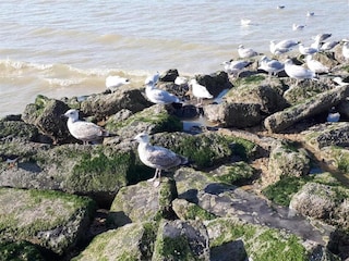 Holiday house De Panne Environment 29