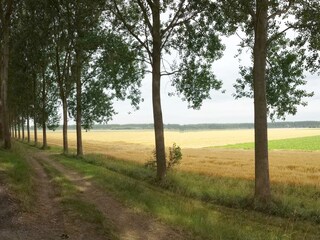 Polderlandschaft Breskens Anfang August