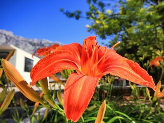 Apartment Orebic  10