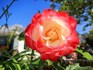 Apartment Orebic  11