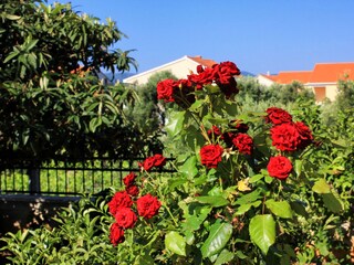 Apartment Orebic  12