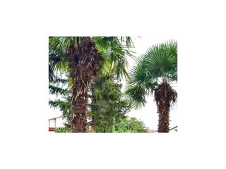 Apartment Valbandon  9