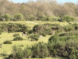 Naturschutzgebiet De Vroongronden