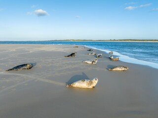 Manchmal sieht man Robben