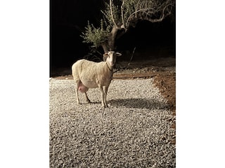 Casa per le vacanze Kamilari Registrazione all'aperto 28