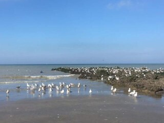 Chalet Westende Environnement 32