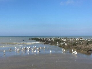 Chalet Westende Umgebung 32