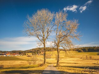Appartement Herrischried Environnement 38