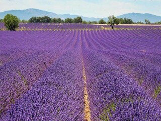 Vakantiepark Esparron-de-Verdon Omgeving 20