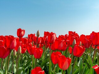 Appartamento Julianadorp Ambiente 17