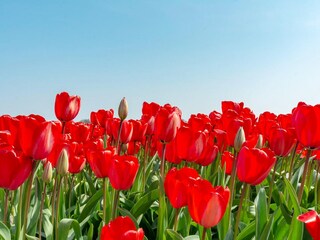 Apartment Julianadorp  23