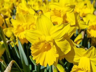 Appartamento Julianadorp  21