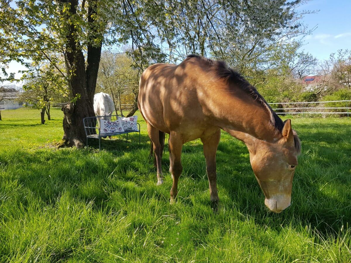 Schönen Platz im Schatten gefunden!