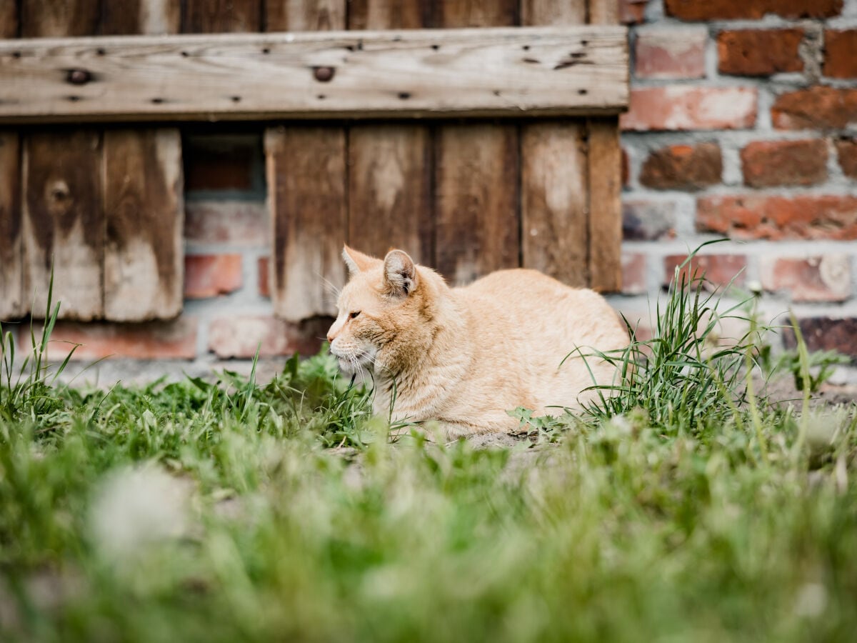 Hofkater Othello hat alles im Blick!