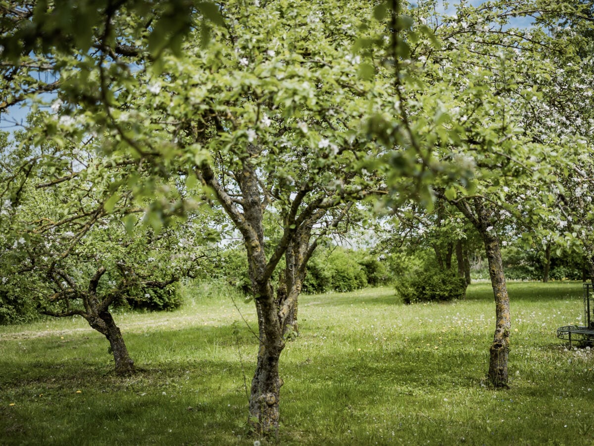 Der alte Obstgarten!