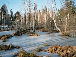 Werdensteiner Moor