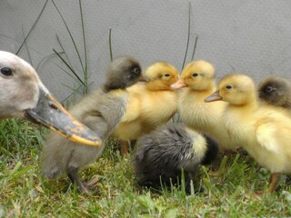 Alpenhut Rauris Omgeving 26