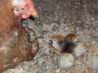 Capanna alpina Rauris Ambiente 27