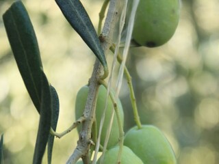 Apartment Vis (Stadt)  9