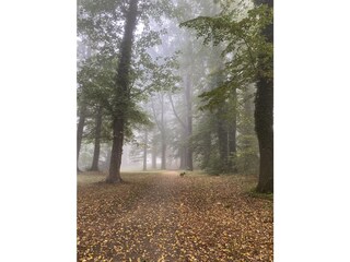 Schlosspark im Herbstnebel