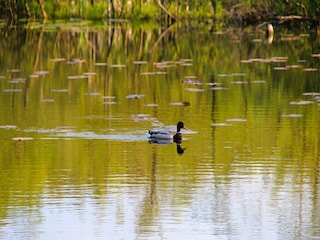 Holiday park Kołczewo Environment 19