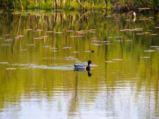 Parco vacanze Kołczewo Ambiente 22