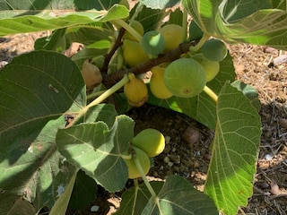 Villa Moncarapacho Außenaufnahme 14