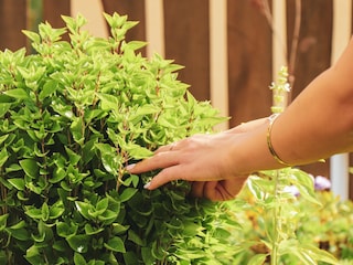 unser Kräutergarten