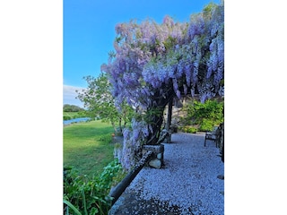 Wisteria in full bloom in spring