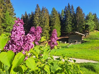 meadow