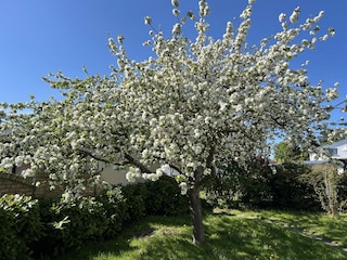 Ihr Apfelbaum im Garten