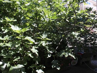 Holiday room Baška Voda  5