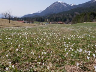 Ferienwohnung Wallgau Umgebung 30