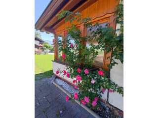 Rosen am Wntergarten