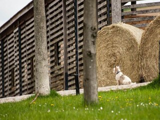 Appartement Großharthau  23