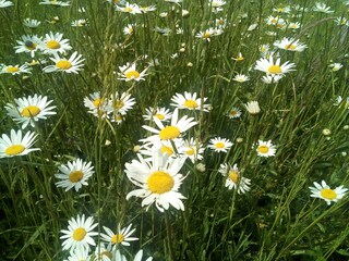 Wiese mit Margeriten