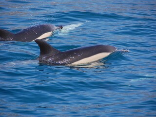 Bungalow Arco da Calheta Ambiente 19