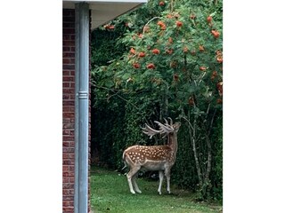 Bungalow Renesse Registrazione all'aperto 8