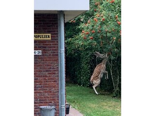 Bungalow Renesse Registrazione all'aperto 9