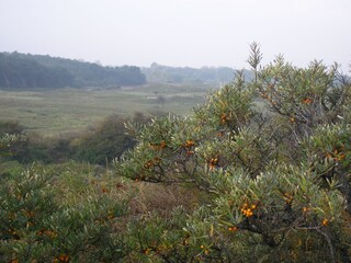 Bungalow Renesse Ambiente 19