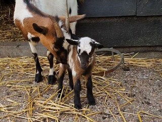 Type de propriété : Chalet Scherpenzeel Environnement 30