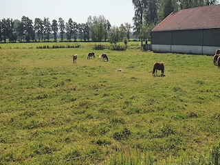 Cottage Scherpenzeel Environment 31