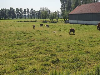 Type de propriété : Chalet Scherpenzeel Environnement 32